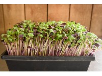 Daikon radishes organic microgreens, large tray